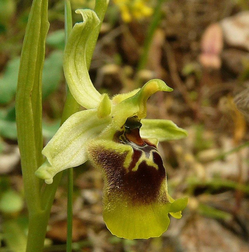 Ophrys lacaitae x Ophrys fuciflora